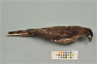 藏品(鳳頭蒼鷹)的圖片